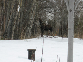 Downtown Moose