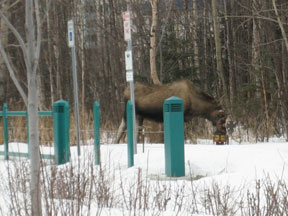 Downtown Moose