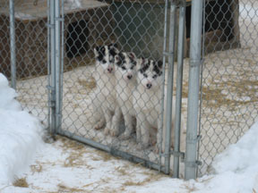 Anadyr puppies