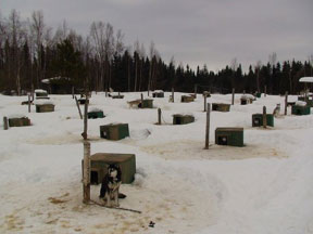 Dog Yard