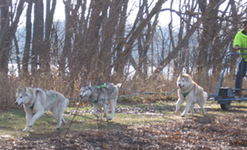 Team Husky Forge