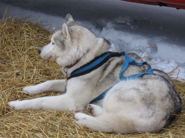 Zorro taking a rest